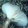 Hygrophorus camarophyllus